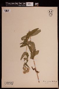 Eupatorium perfoliatum image