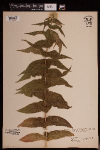 Eupatorium perfoliatum image