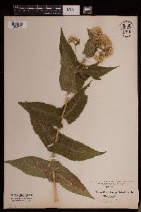 Eupatorium perfoliatum image