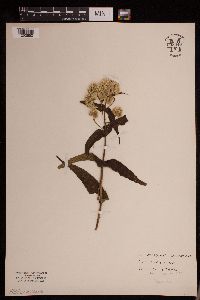 Eupatorium perfoliatum image