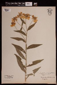 Helenium autumnale image