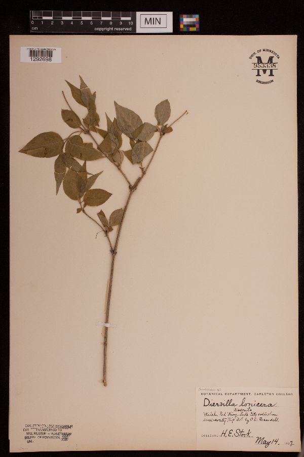 Diervilla lonicera image