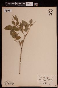 Image of Diervilla lonicera