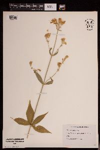 Media resource of Silene stellata