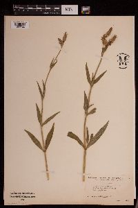 Silene noctiflora image
