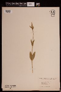 Silene latifolia image