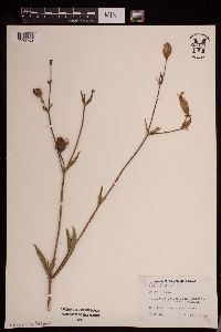 Silene latifolia image