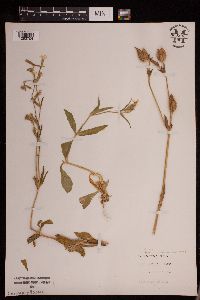 Silene latifolia image