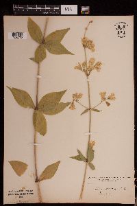Silene stellata image