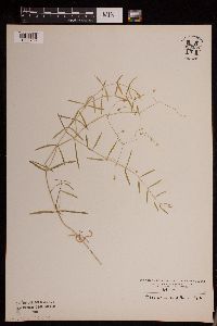 Stellaria longifolia image