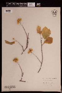 Celastrus scandens image