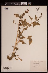 Chenopodium rubrum image