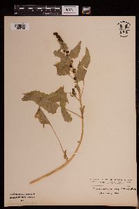 Chenopodium capitatum var. capitatum image