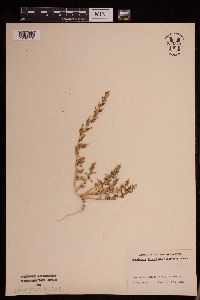 Monolepis nuttalliana image