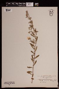 Crocanthemum bicknellii image