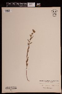 Crocanthemum bicknellii image
