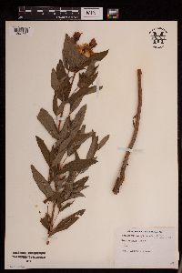 Hypericum ascyron subsp. pyramidatum image