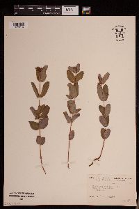 Triadenum fraseri image