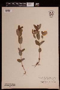 Triadenum fraseri image