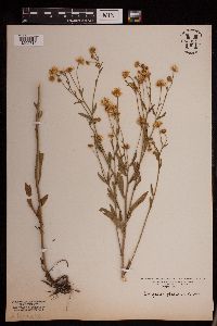 Erigeron glabellus image