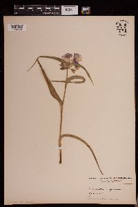 Media resource of Tradescantia virginiana