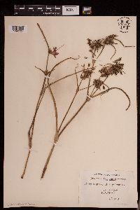 Tradescantia occidentalis image