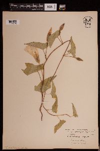 Calystegia sepium image