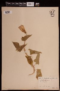 Calystegia sepium image