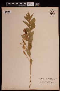 Calystegia spithamaea image