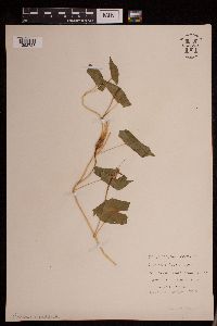 Calystegia sepium image