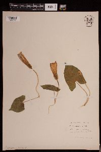 Calystegia sepium image