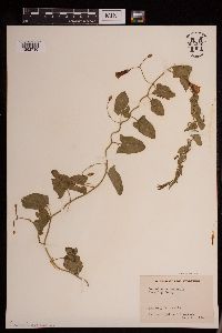 Convolvulus arvensis image