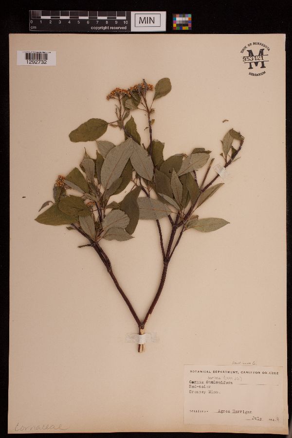 Cornus sericea image