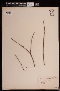 Cornus sericea image