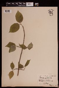 Cornus rugosa image