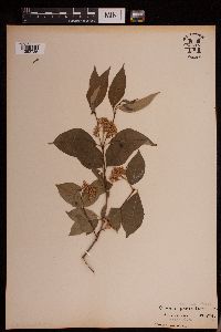 Cornus racemosa image