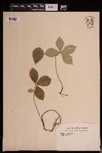 Cornus canadensis image