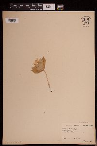 Cornus canadensis image