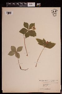 Cornus canadensis image