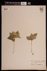 Cornus canadensis image