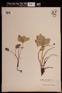 Cornus canadensis image