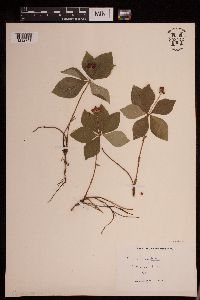 Cornus canadensis image