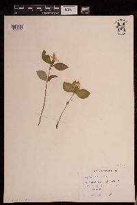 Cornus canadensis image