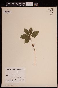 Cornus canadensis image