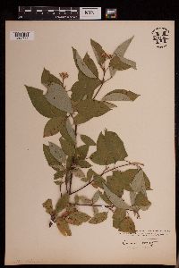 Cornus sericea image