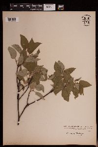 Cornus sericea image