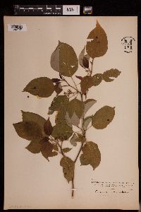 Cornus alternifolia image