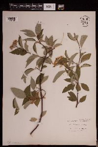 Cornus sericea image