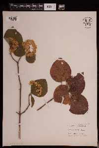 Cornus rugosa image