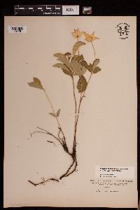 Cornus canadensis image